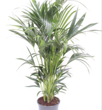 Howea forsteriana (Kentia)