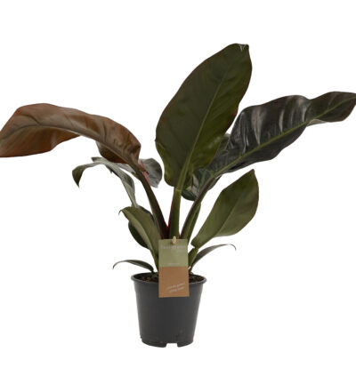 Philodendron Imperial Red P14 H30