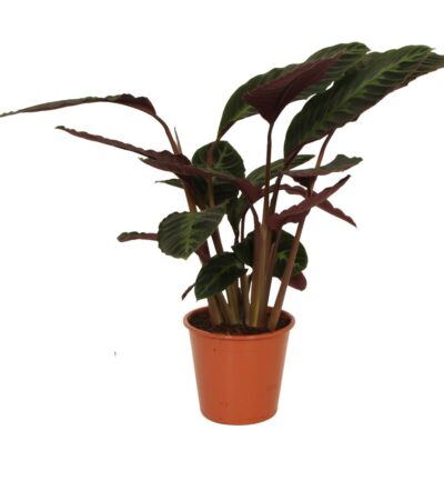 Calathea warscewiczii P19 H60